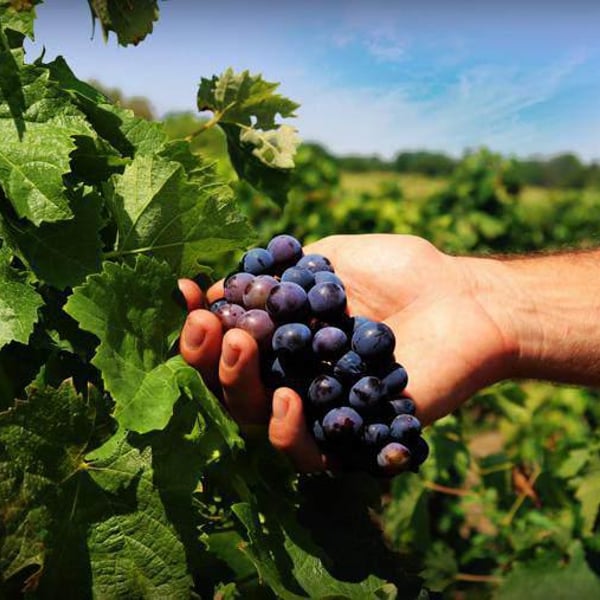 Maurer Winery - Oszkár Maurer