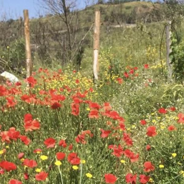 Az. Agricola Casale Cinque Camini - Ottavio Sammarro