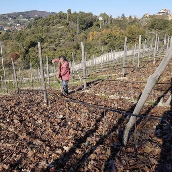 Az. Agricola Casale Cinque Camini - Ottavio Sammarro