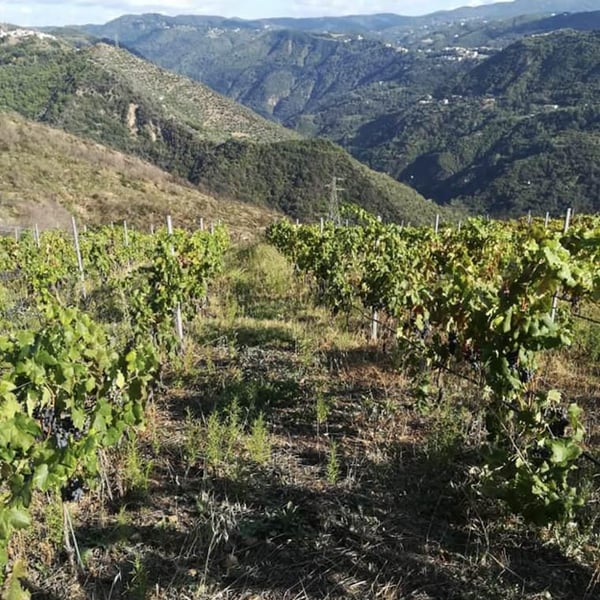 Az. Agricola Casale Cinque Camini - Ottavio Sammarro