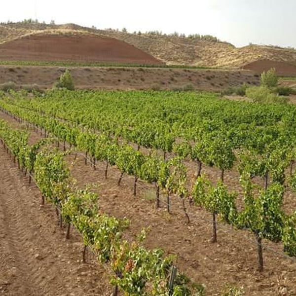 Bodega Toral - Pablo Toral Gómez