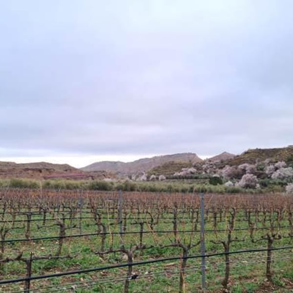 Bodega Toral - Pablo Toral Gómez