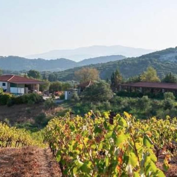 Sant'Or Wines - Panagiotis Dimitropoulos