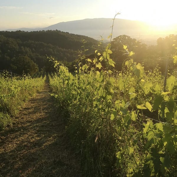 Altra Via Vini - Paolo Roberto Manso