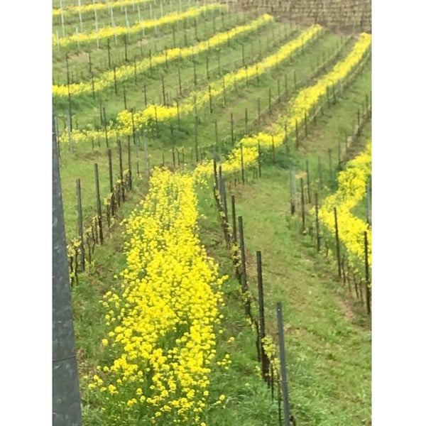 Cascina Roccalini - Paolo Veglio