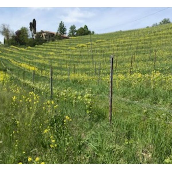 Cascina Roccalini - Paolo Veglio