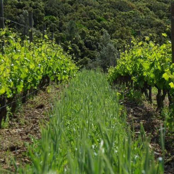 Domaine de Mortiès - Pascale & Richard Moutiés