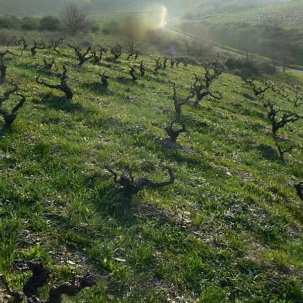 Calimàs - Patrice Delthil