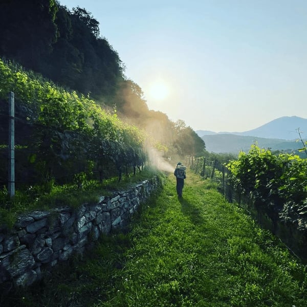 Cantine Riva Morcote - Patrick Ballabio