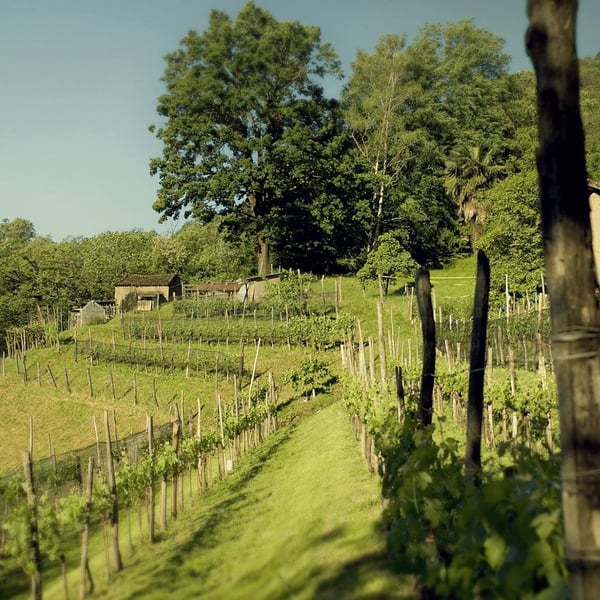 Cantine Riva Morcote - Patrick Ballabio