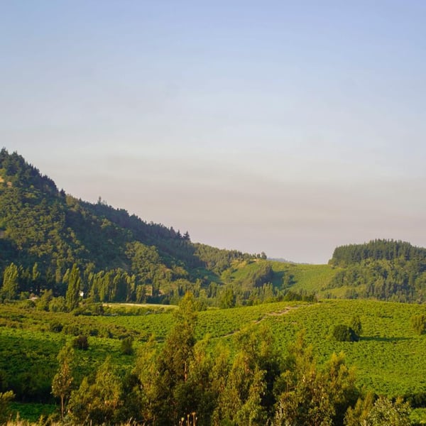 Pü Wines - Patrick Burke