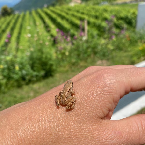 Ansitz Dornach - Patrick & Karoline Uccelli