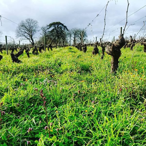 Domaine Pierre Chauvin - Paul-Eric Chauvin