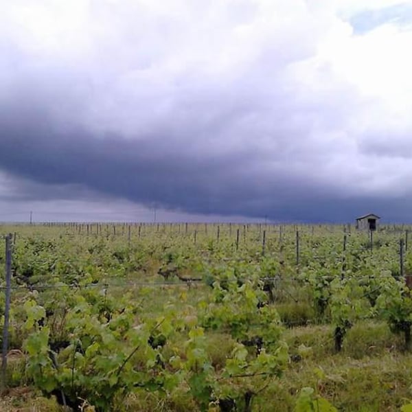 Domaine Pierre Chauvin - Paul-Eric Chauvin