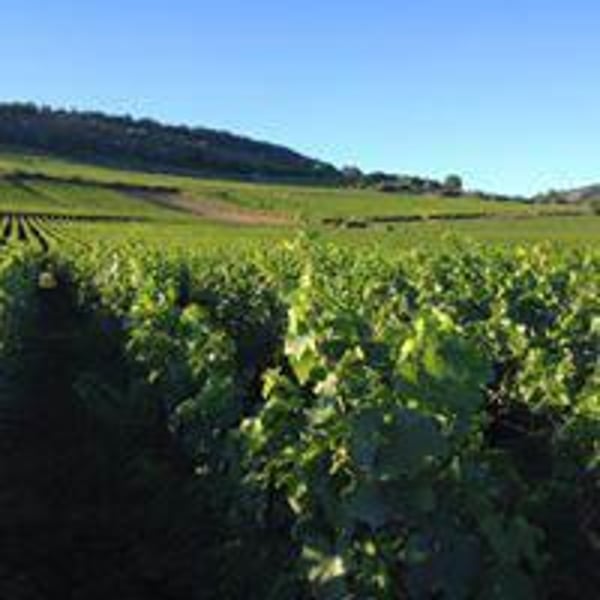 Domaine Ami - Paul Marchand-Perarnau & Willy Roulendes