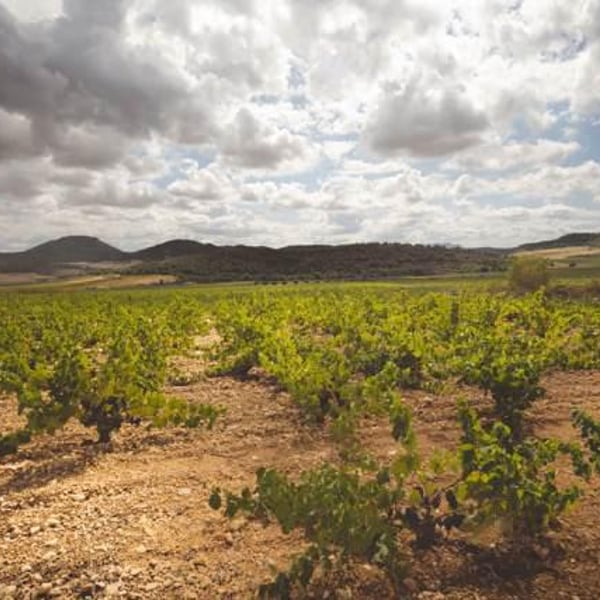 Bodegas García Pérez - Pedro y Fernando García Pérez