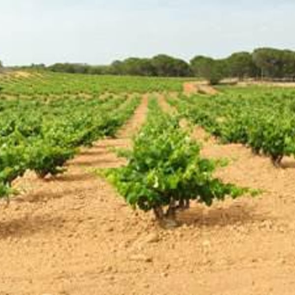 Bodegas García Pérez - Pedro y Fernando García Pérez