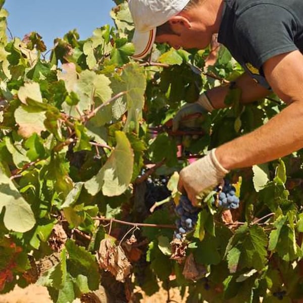 Bodegas García Pérez - Pedro y Fernando García Pérez