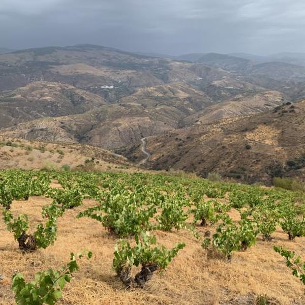 Roca Viva Wines - David Raya & Peter Freislederer