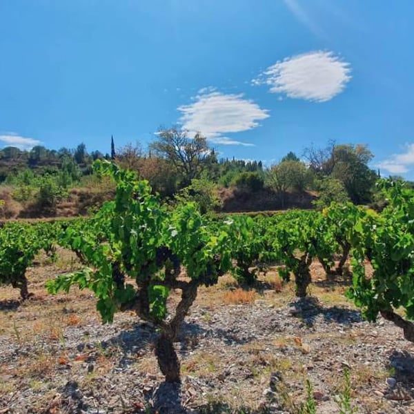 Domaine de l'Epeire - Philippe Petit