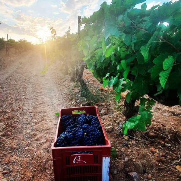 Domaine de l'Epeire - Philippe Petit