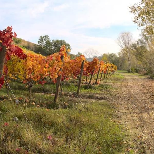 Tenuta Casachiara - Piergiorgio