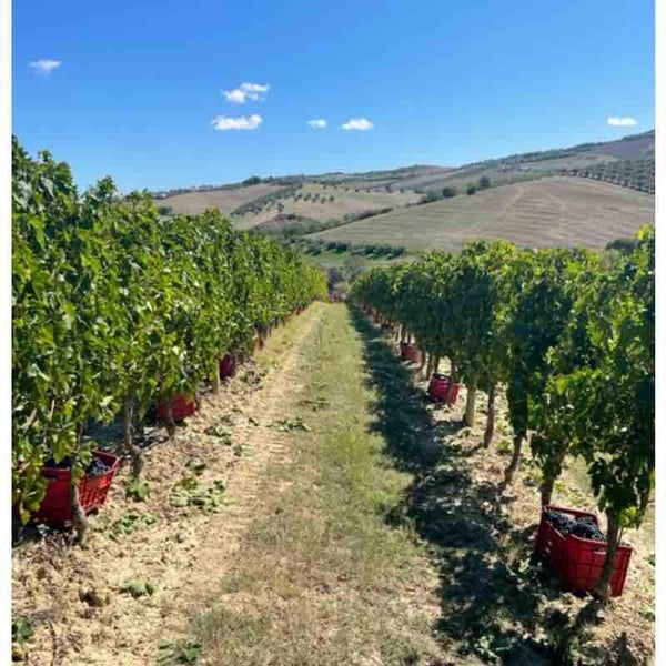 Tenuta Casachiara - Piergiorgio