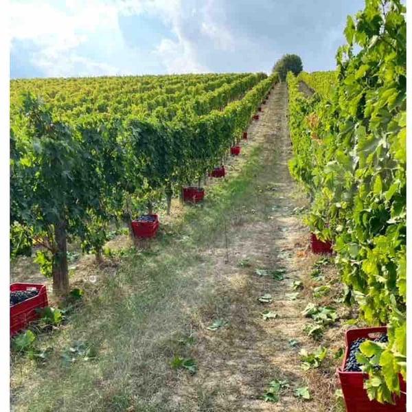 Tenuta Casachiara - Piergiorgio
