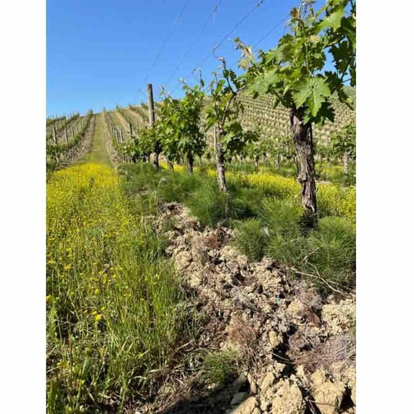 Tenuta Casachiara - Piergiorgio