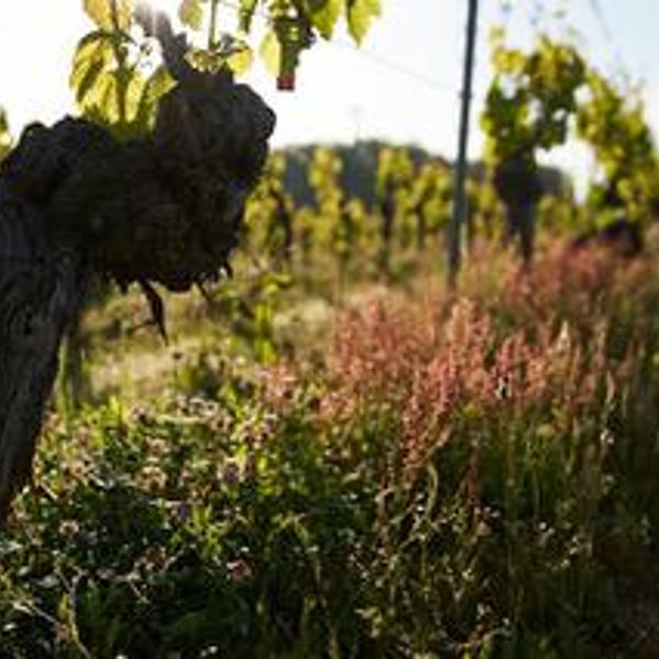Clos Dauliac - Pierre Baltenweck