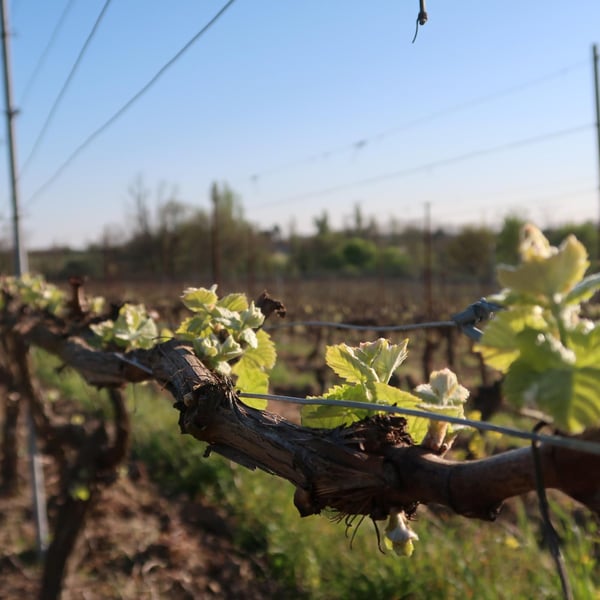 Domaine de Cantalauze - Pierre-Olivier & Pauline Laurent