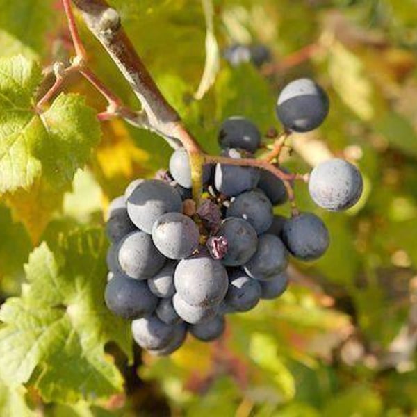 Domaine des Pies Blanches - Pierre Pradelle