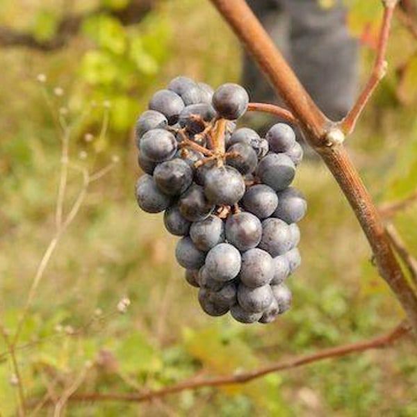 Domaine des Pies Blanches - Pierre Pradelle
