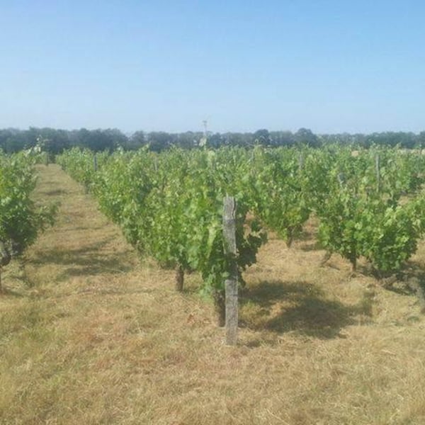 Domaine des Pies Blanches - Pierre Pradelle