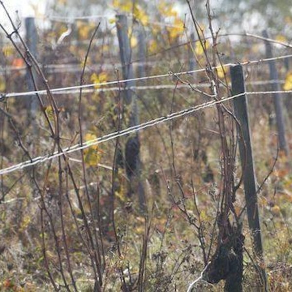 Domaine des Pies Blanches - Pierre Pradelle