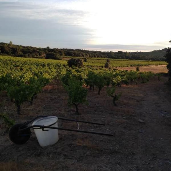 Domaine Pierre et l'étoile - Pierre Regnault