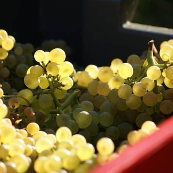 Domaine Pierre Weber - Pierre Weber