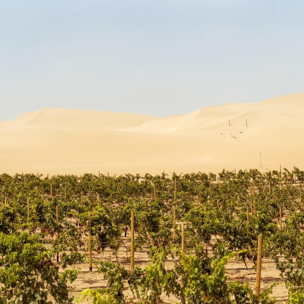 Bodega Murga - Pietra Possamai, Alberto Di Laura & Arturo Inga