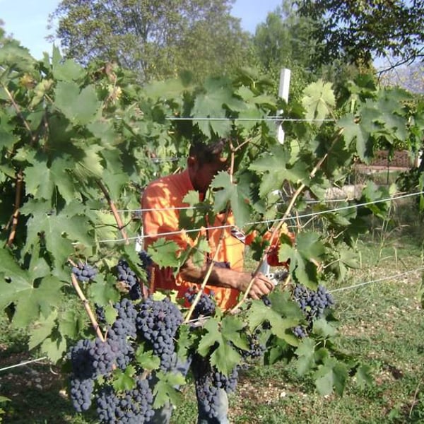 Podere La Brigata