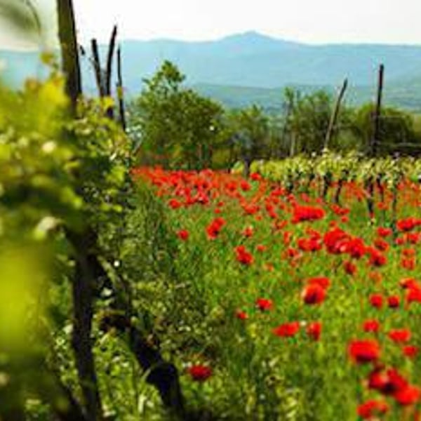 Vellino Wines - Beka Jimsheladze