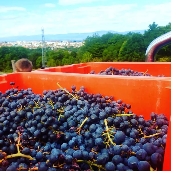 Domaine du Buis - Raphaël Pariat