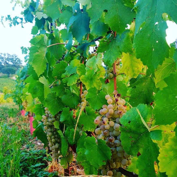 Domaine du Buis - Raphaël Pariat