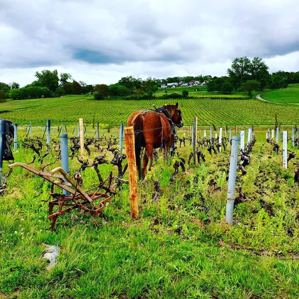 Domaine du Buis - Raphaël Pariat