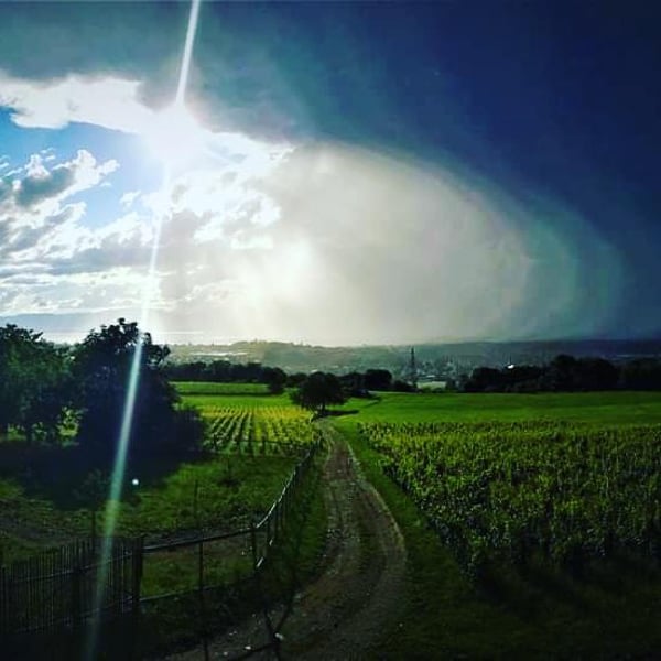 Domaine du Buis - Raphaël Pariat