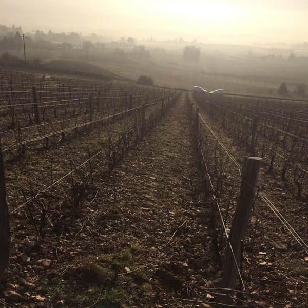 Domaine Saint-Cyr - Raphaël Saint-Cyr