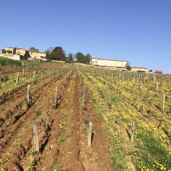 Domaine Saint-Cyr - Raphaël Saint-Cyr