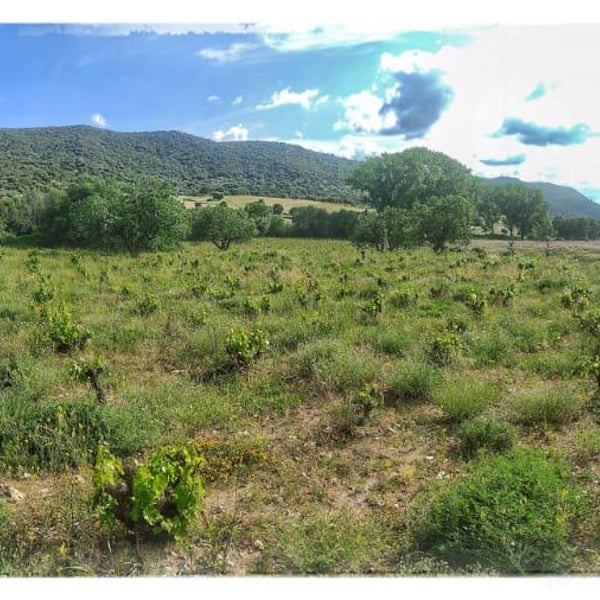 Vinos Naturi - Raúl Calle y Laura Piñas