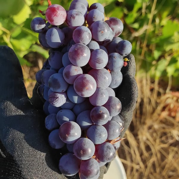 Vinos Naturi - Raúl Calle y Laura Piñas