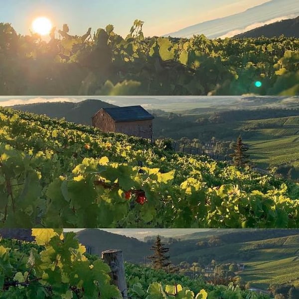 Domaine Bard (CLOSED) - Régis Bard (CLOSED)