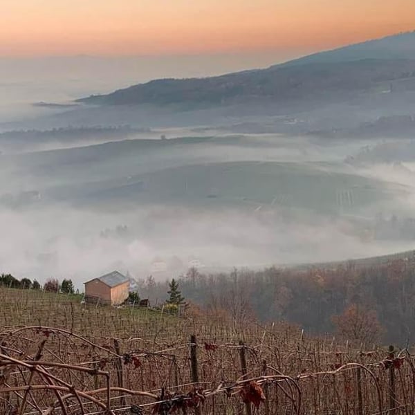 Domaine Bard (CLOSED) - Régis Bard (CLOSED)